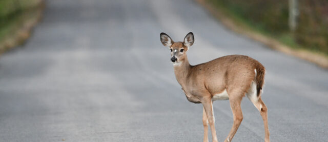 Summer driving hazards, Huff Insurance, Maryland - Stay safe with these essential tips for summer road trips. Image shows a deer standing on a road, illustrating the risk of wildlife crossings